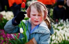 روز ملی گل لاله هلندی در شهر آمستردام هلند