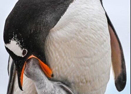 پنگوئن مادر در حال غذا دادن به نوزادش