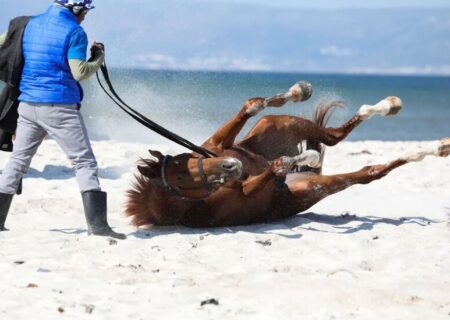 غلت زدن یک اسب مسابقه در ساحل ” مویزنبرگ”