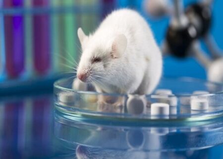 نانورباتی که تومور سرطان مثانه را در موش‌ها ۹۰ درصد کوچک‌تر کرد