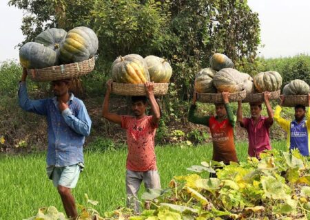 برداشت کدو تنبل از مزارع بنگلادش
