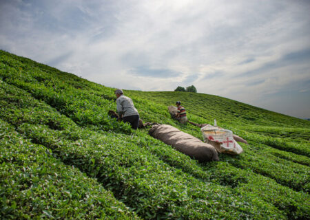 سریلانکا ۲۰ میلیون دلار از بدهی خود به ایران را با چای بازپرداخت کرد
