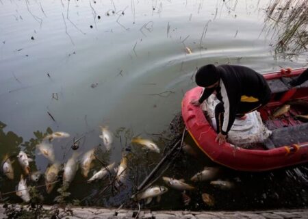 جمع کردن هزاران ماهی تلف شده از دریاچه