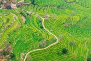 مزارع کلزا در دامنه کوهی در چین