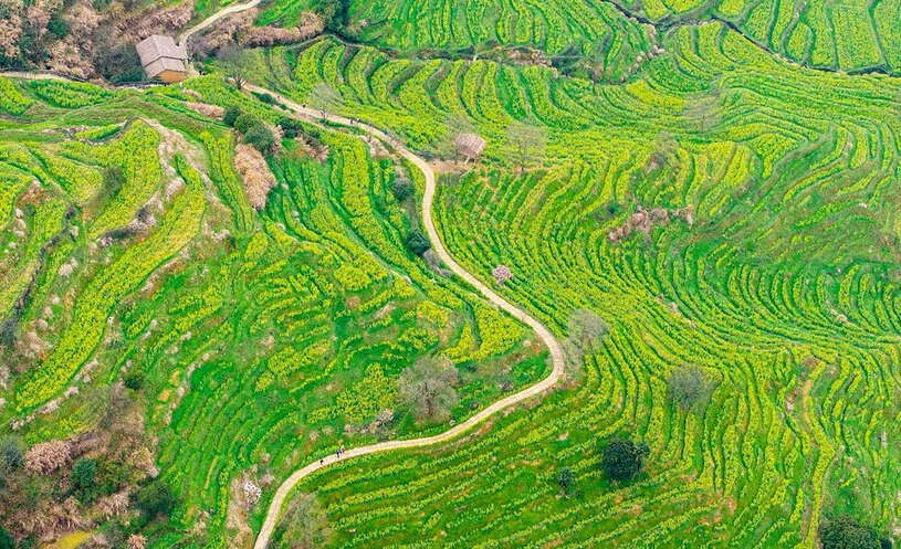مزارع کلزا در دامنه کوهی در چین