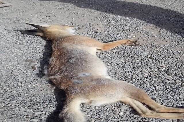 فرصت ۴ روزه برای معرفی عامل شکار چهار قلاده روباه