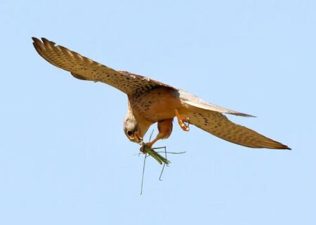 شکار یک ملخ از سوی یک پرنده شکاری
