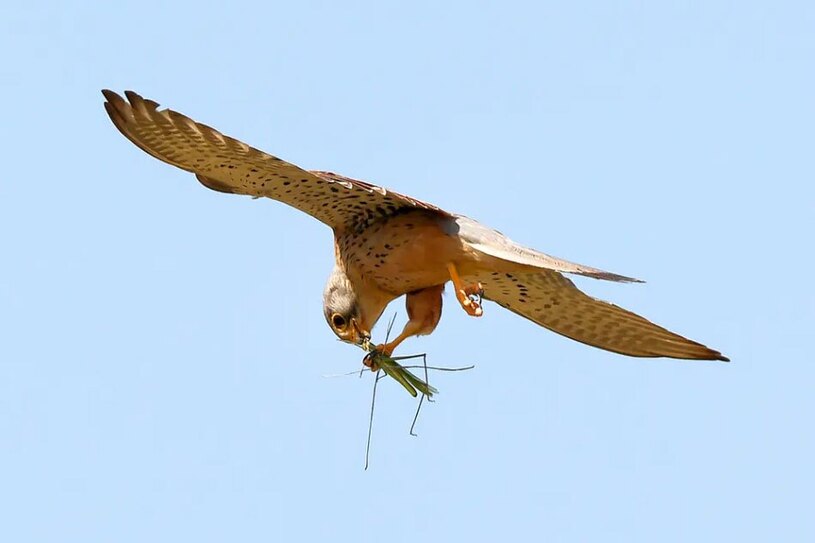 شکار یک ملخ از سوی یک پرنده شکاری
