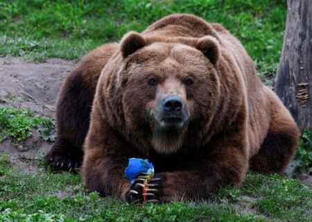 خرس قهوه ای باغ وحشی در آلمان
