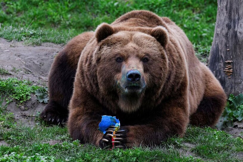خرس قهوه ای باغ وحشی در آلمان