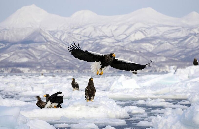 عقاب های دریایی در جزیره هوکایدو ژاپن