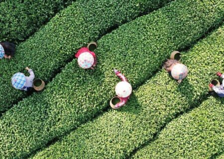 برداشت برگ سبز چای در هانگژو چین