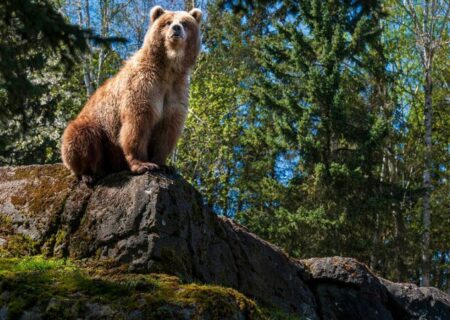 خرس قهوه ای آلاسکایی در باغ وحش پارک “وودلند”