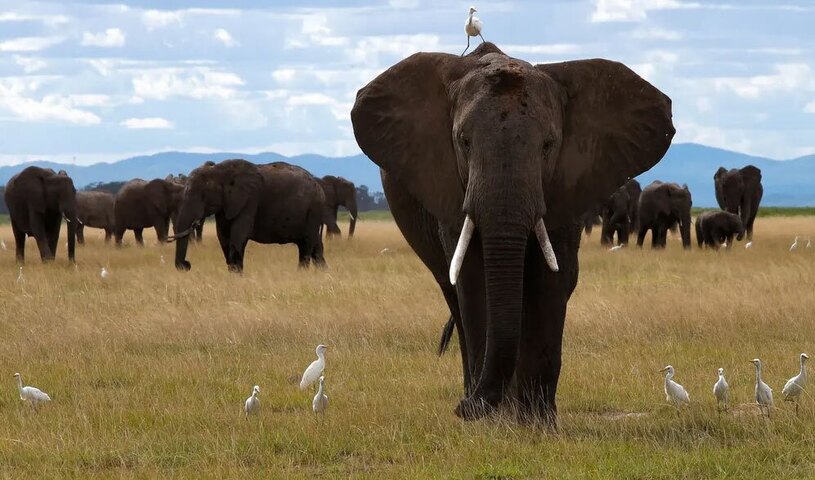 پارک ملی آمبوسلی در کنیا