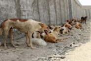 پرسه ۴۰۰ هزار سگ ولگرد در استان تهران