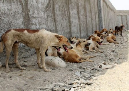 پرسه ۴۰۰ هزار سگ ولگرد در استان تهران