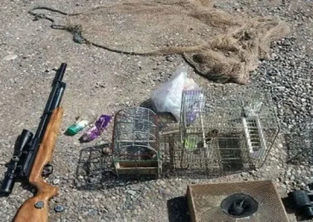 مجازات شکارچی چهار قلاده روباه در چالوس مشخص شد