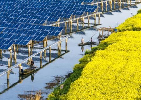 کارگران  در حال کار در یک مزرعه خورشیدی و ماهیگیری