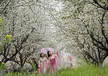 شکوفه های بهاری در استان هاندان چین