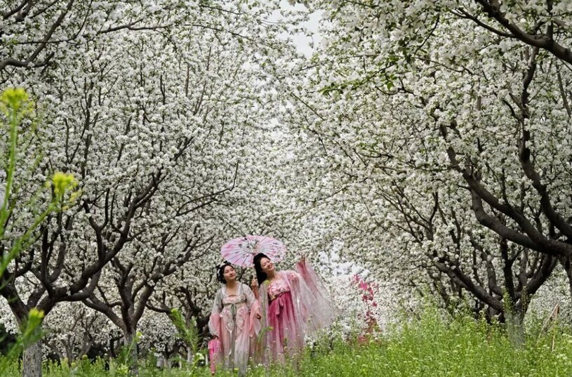 شکوفه های بهاری در استان هاندان چین