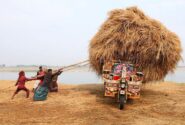 بارگیری محموله کاه شلتوک برنج به بازار فروش