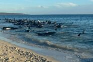 سرگردانی نهنگ ها در سواحل غربی استرالیا