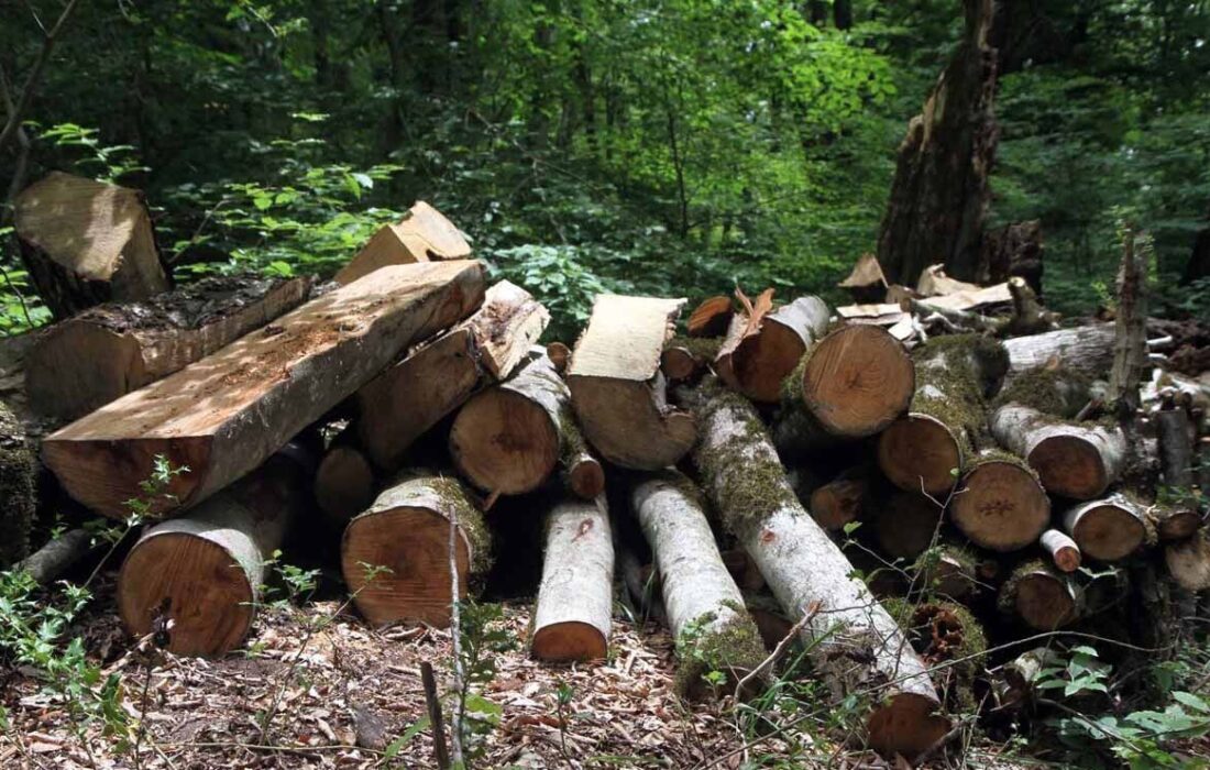 قطع درختان الیمالات و تناقض گویی مسئولین