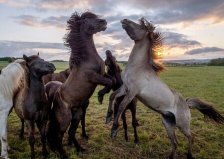 مزرعه پرورش اسب ایسلندی در آلمان