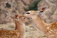 تولد اولین گوساله‌ گوزن زرد ایرانی در پارک ملی «دز»
