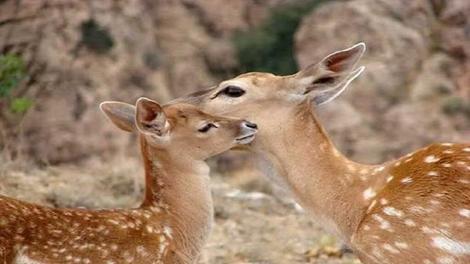 تولد اولین گوساله‌ گوزن زرد ایرانی در پارک ملی «دز»