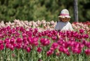 گل های لاله در پارکی در شهر کی یف