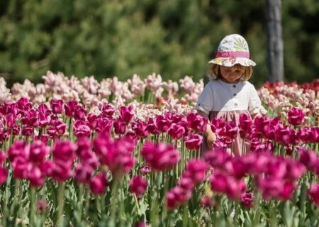 گل های لاله در پارکی در شهر کی یف
