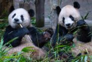 پانداهای باغ وحشی در چین