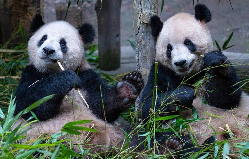 پانداهای باغ وحشی در چین