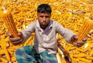 خشک کردن محصول ذرت از سوی کشاورزان