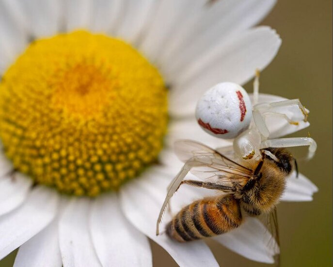 شکار یک زنبور عسل از سوی یک عنکبوت خرچنگی سفید