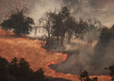 آتش سوزی گسترده جنگلی در یک پارک ملی