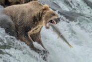خرس قهوه ای در حال شکار ماهی سالمون