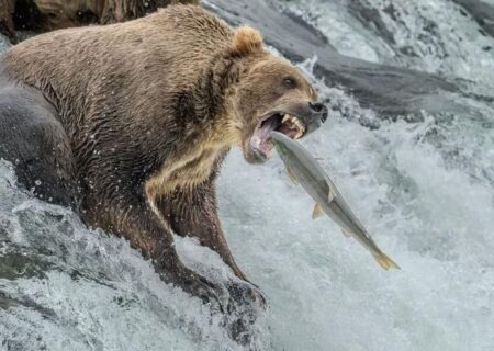 خرس قهوه ای در حال شکار ماهی سالمون