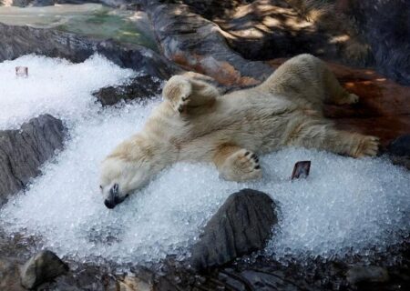 استراحت یک خرس قطبی روی قالب های یخ