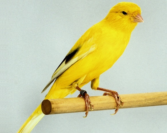 معاوضه یک جفت قناری با ۴.۵ کیلوگرم طلا