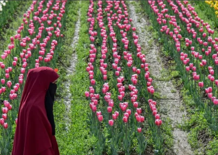 بزرگ ترین باغ گل لاله آسیا در کشمیر